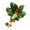 Winterberry