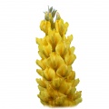 Cytisus