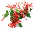 Decorative honeysuckle