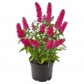 Buddleja