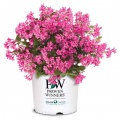 Weigela
