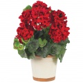 Houseplants