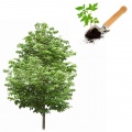 Seedlings of deciduous trees