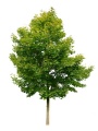 Maple