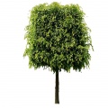 Hornbeam
