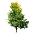 Beech