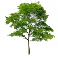 Gleditsia