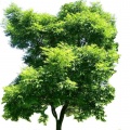 Amur corktree