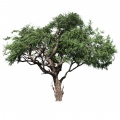 Acacia