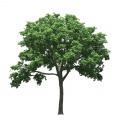 Ulmus