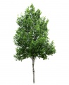 Linden