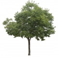 Poplar