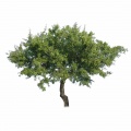 Other deciduous trees
