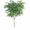 Birch