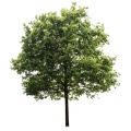 Oak