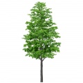 Alder