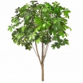 Chestnut