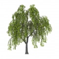 Willow