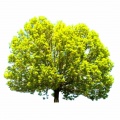 Ash-tree
