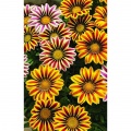 Flower seeds and plants
