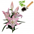 Saplings of flowers and plants