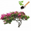 Seedlings of decorative trees