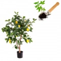 Saplings of fruit trees, shrubs and plants