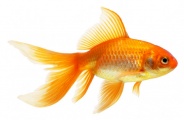 Sale of ornamental fish and reptiles