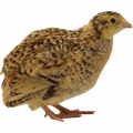 Quails