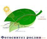 Фотосинтез рослин