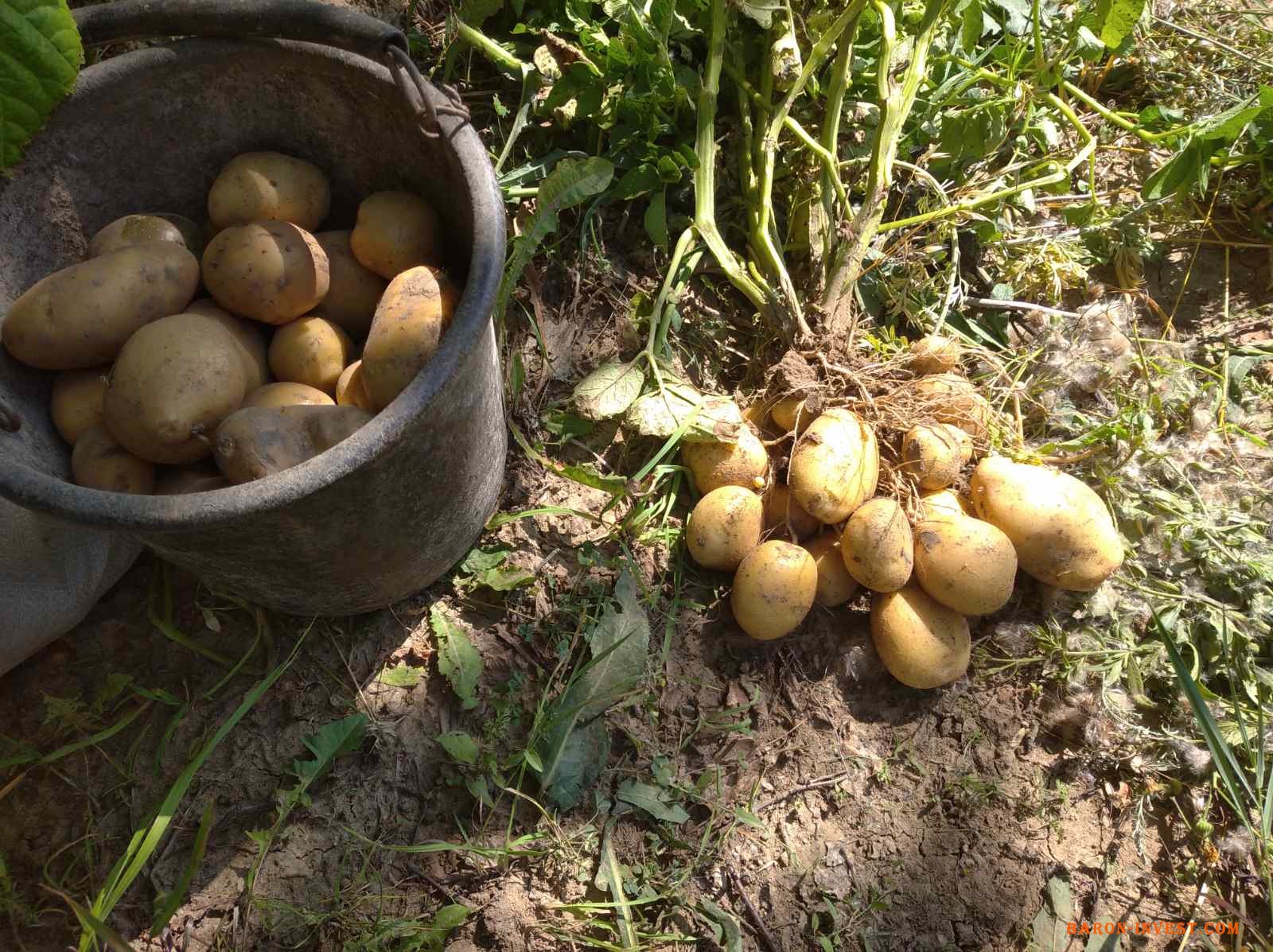 Насіннєва картопля